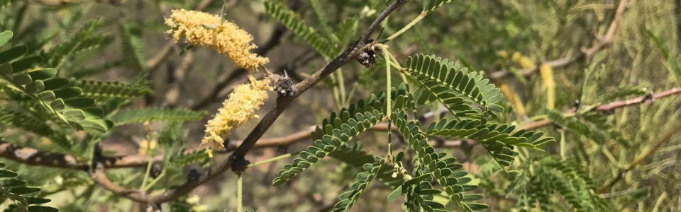 Photo of blooming Mesquite tree