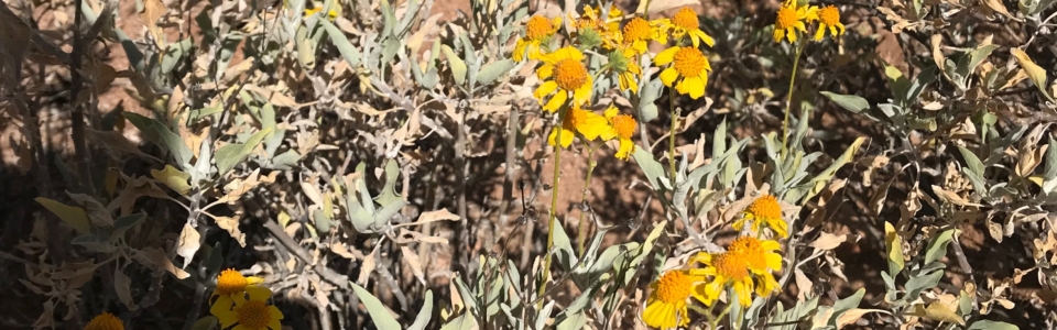 Small Yellow Flowers