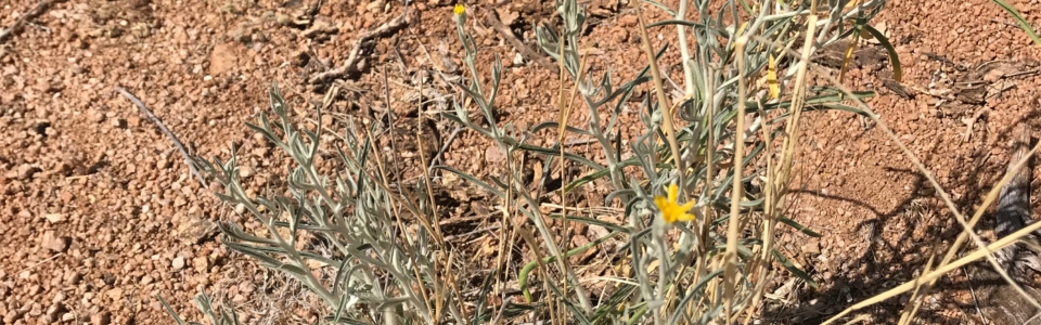 Small Yellow Flowers