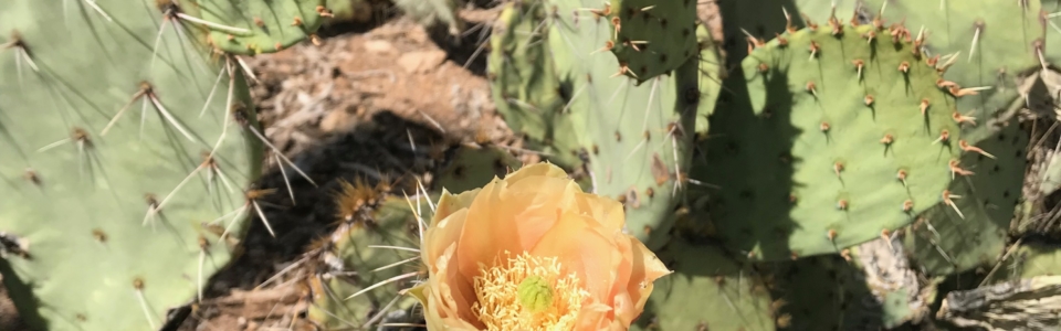 Peach Prickly Pear Bloom