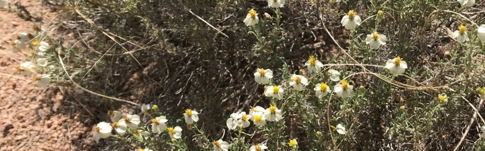 Small White Flowers