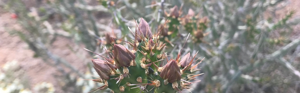 Cholla Blooms About To Open