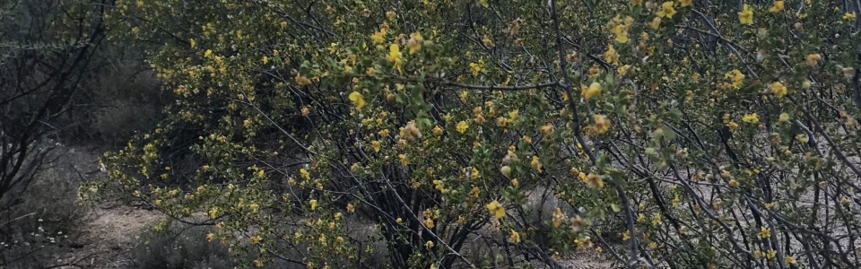 Blooming Tree