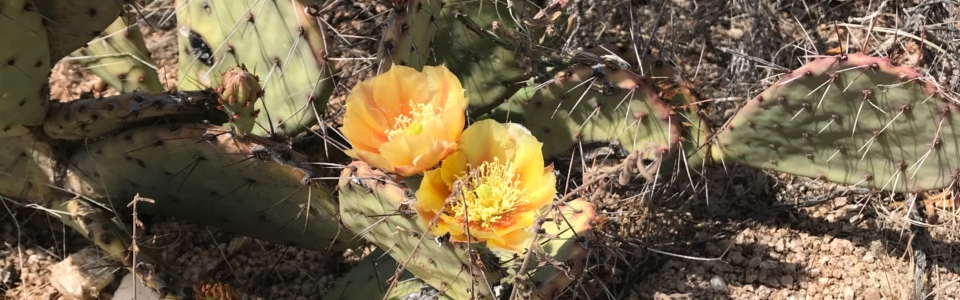 Yellow Prickly Pear blooms