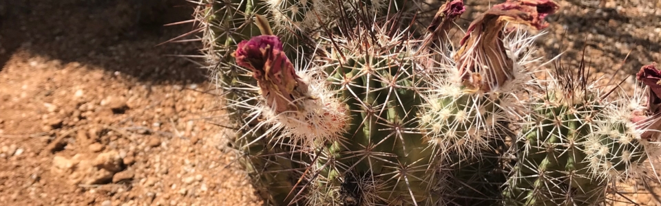 Dying Cactus Blooms