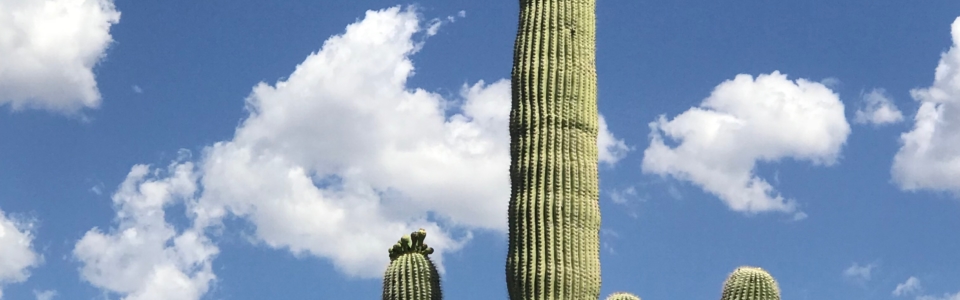 Saguaro Blooming