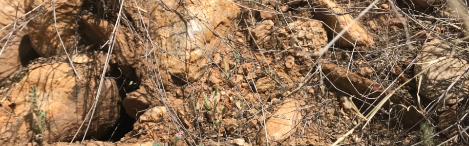 Small Purple Flowers