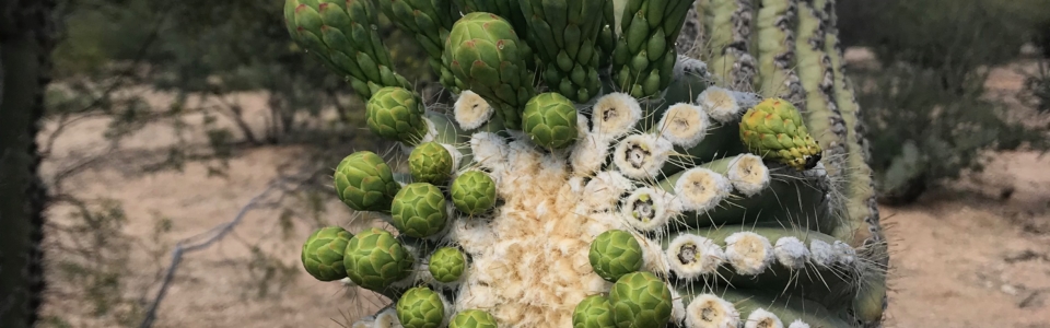 Saguaro Buds