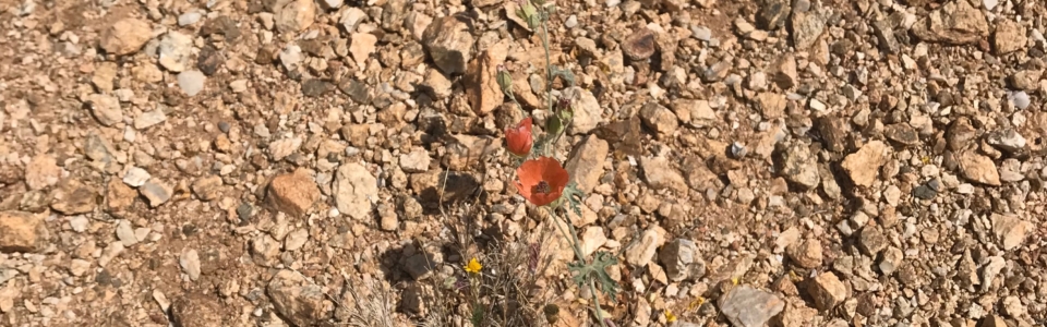 Small Poppy-like Flowers