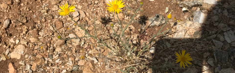 Small Yellow Flowers