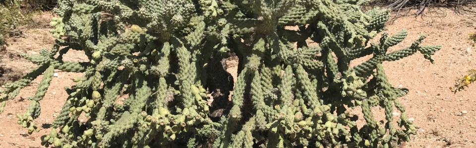 Cholla Nursery