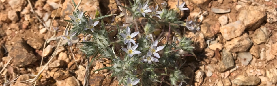 Small Grey-Blue Flowers