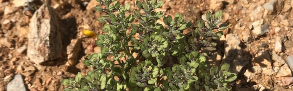 Small Green Flowers