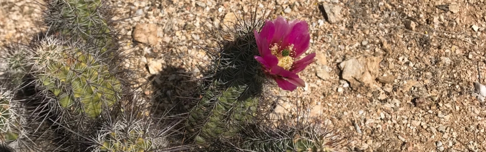 Pincushion Cactus Bloom