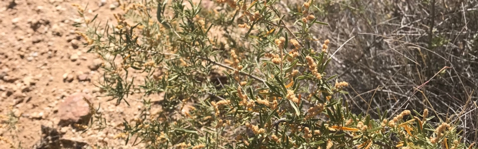 Small Yellow Flowers