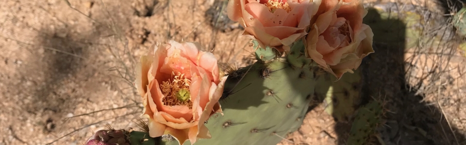 Pink Prickly Pear Bloom