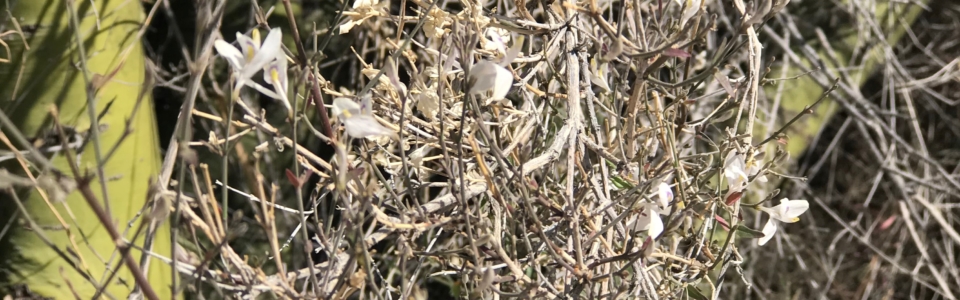 White Flower Shrub