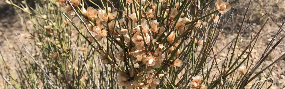 Tan Flower Shrub