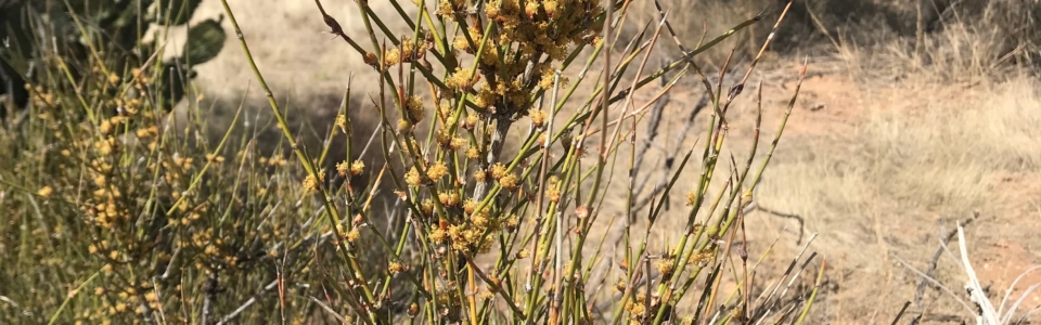 Brown Flower Shrub