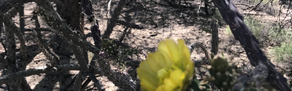 Yellow Cholla Bloom