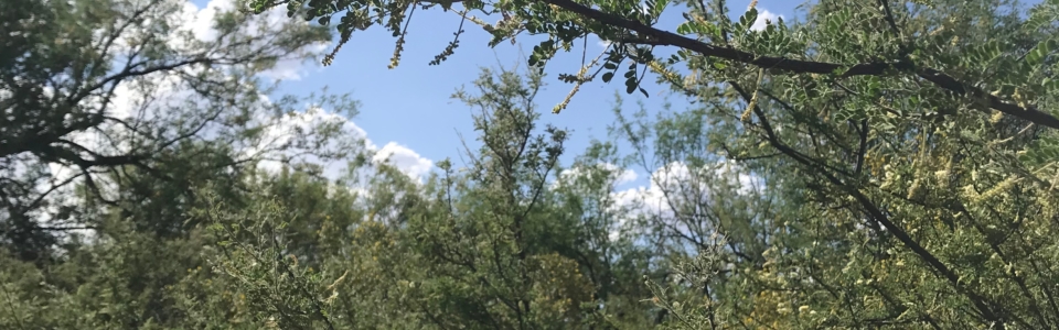 Blooming Tree