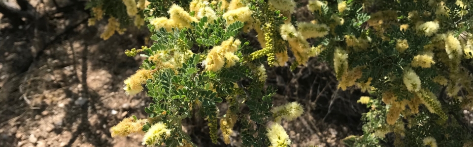 Blooming Tree