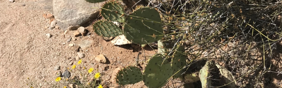 Prickly Pear Blooming