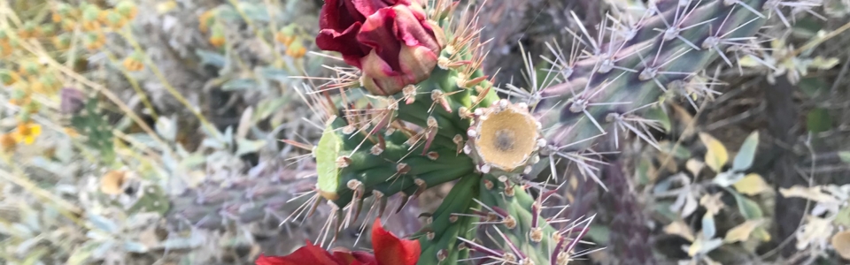 Red Cholla Blossom